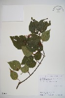 藏品(長橢圓葉莢迷)的圖片