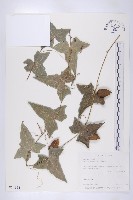 藏品(茅瓜)的圖片