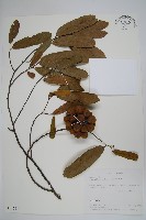 藏品(瓜馥木)的圖片