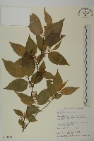 藏品(佩羅特木)的圖片