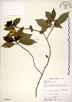 藏品(華八仙)的圖片