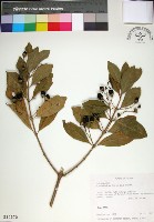 藏品(苦林盤)的圖片