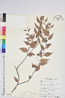 藏品(白珠樹)的圖片