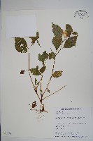 藏品(黃花鳳仙花)的圖片