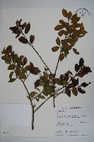 藏品(刻脈冬青)的圖片