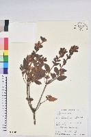 藏品(紅毛杜鵑)的圖片