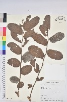 藏品(赤血仔)的圖片