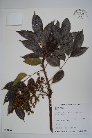 藏品(木蠟樹、山漆)的圖片