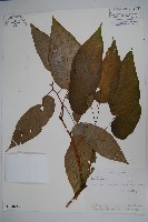 藏品(圓果秋海棠)的圖片