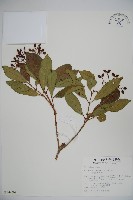 藏品(珊瑚樹)的圖片