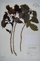 藏品(長花厚殼樹)的圖片