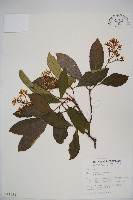 藏品(珊瑚樹)的圖片