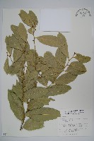 藏品(小刺山柑)的圖片