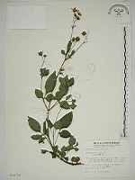 藏品(大花咸豐草)的圖片