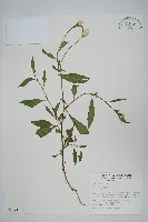 藏品(青葙)的圖片