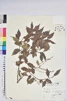 藏品(米飯花)的圖片