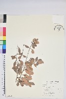 藏品(凹葉越橘)的圖片