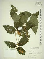 藏品(銹毛鐵線蓮)的圖片