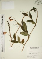 藏品(臺灣油點草)的圖片