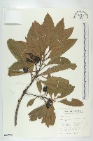 藏品(杜英、山杜英、蘭嶼杜英)的圖片