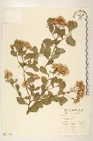 藏品(鯽魚膽、闊苞菊)的圖片