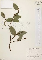 藏品(盤龍木、牛筋藤)的圖片