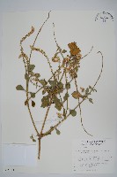 藏品(印度牛膝、土牛藤)的圖片