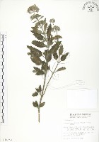 藏品(灰葉蕕)的圖片