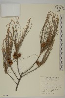 藏品(木麻黃)的圖片