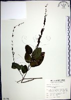 藏品(大葉山螞蝗)的圖片