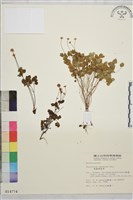 藏品(南湖唐松草)的圖片