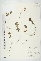 藏品(穗花八寶)的圖片