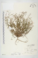 藏品(玉山筷子芥)的圖片