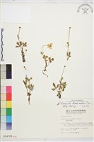 藏品(蓬萊毛茛)的圖片