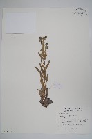 藏品(高山倒提壺)的圖片