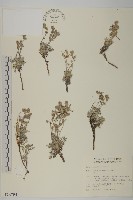 藏品(山艾)的圖片