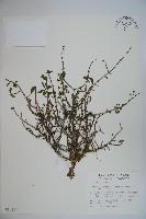 藏品(川上氏忍冬)的圖片