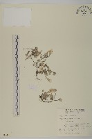 藏品(尼泊爾籟簫)的圖片