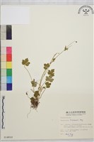 藏品(鹿場毛茛)的圖片