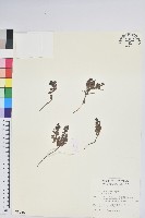 藏品(高山白珠樹)的圖片