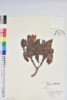 藏品(南湖杜鵑)的圖片