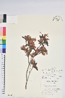 藏品(台灣高山杜鵑)的圖片