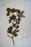 藏品(樺葉莢迷、玉山莢迷)的圖片