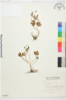 藏品(高山毛茛、檜林毛茛)的圖片