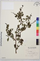 藏品(阿里山黃鱔藤)的圖片