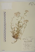 藏品(玉山抱莖籟簫)的圖片