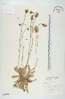 藏品(貓兒菊)的圖片