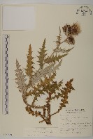 藏品(細川氏薊)的圖片