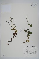 藏品(南湖附地草)的圖片