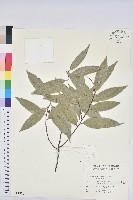 藏品(刺栲、鉤栗、火燒柯)的圖片